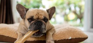 Köpekler Çiğ Tavuk Yiyebilir mi?