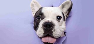 Köpeklerde Kepek Problemi