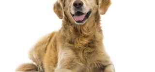 Köpeklerde Diş Bakımı