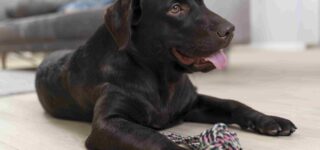 Köpekler için Oyuncak Seçimleri