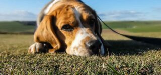 Köpekler Yas Tutar mı?