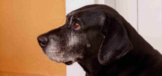 Köpeklerde Burun Kanaması