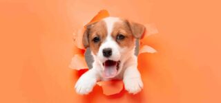 Köpekler İçin Doğru Oyuncak Seçimi Nasıl Olmalı?