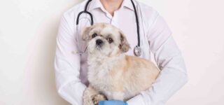 Köpeklerde Epilepsi Nöbeti Nasıl Yönetilir?