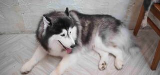 Köpeklerde Ağız ve Diş Bakımı