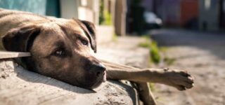 Sokak Köpeklerini Nasıl Besleyebiliriz?