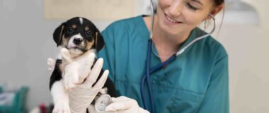 Köpeklerde Anemi: Nedenleri, Belirtileri ve Tedavisi