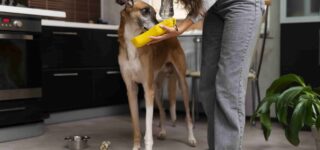 Köpeklerde Su Tüketimi
