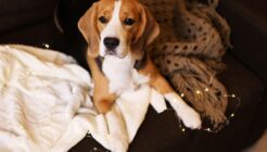 Beagle Köpek Irkı Özellikleri ve Bakımı