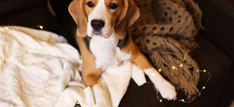 Beagle Köpek Irkı Özellikleri ve Bakımı