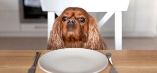 Köpekler İçin Beslenme Tavsiyeleri
